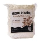 Miceliu de Pleurotus Pulmonarius pe grâne (1kg)