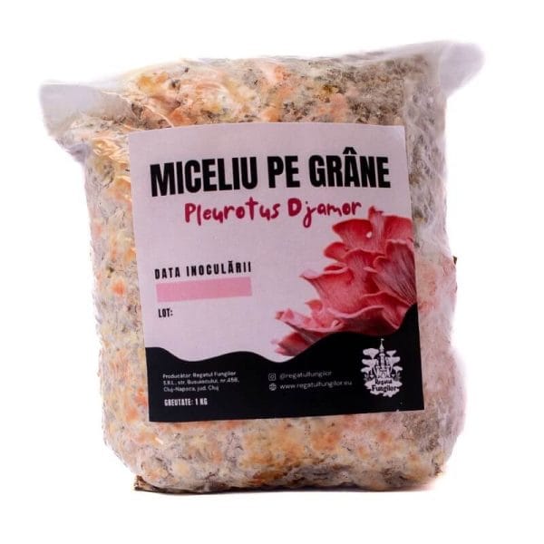 miceliu de Pleurotus Roz pe grane