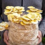 Kit cultivare ciuperci Pleurotus Auriu, pregătit pentru fructificare