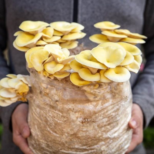 Kit cultivare ciuperci Pleurotus Auriu, pregătit pentru fructificare
