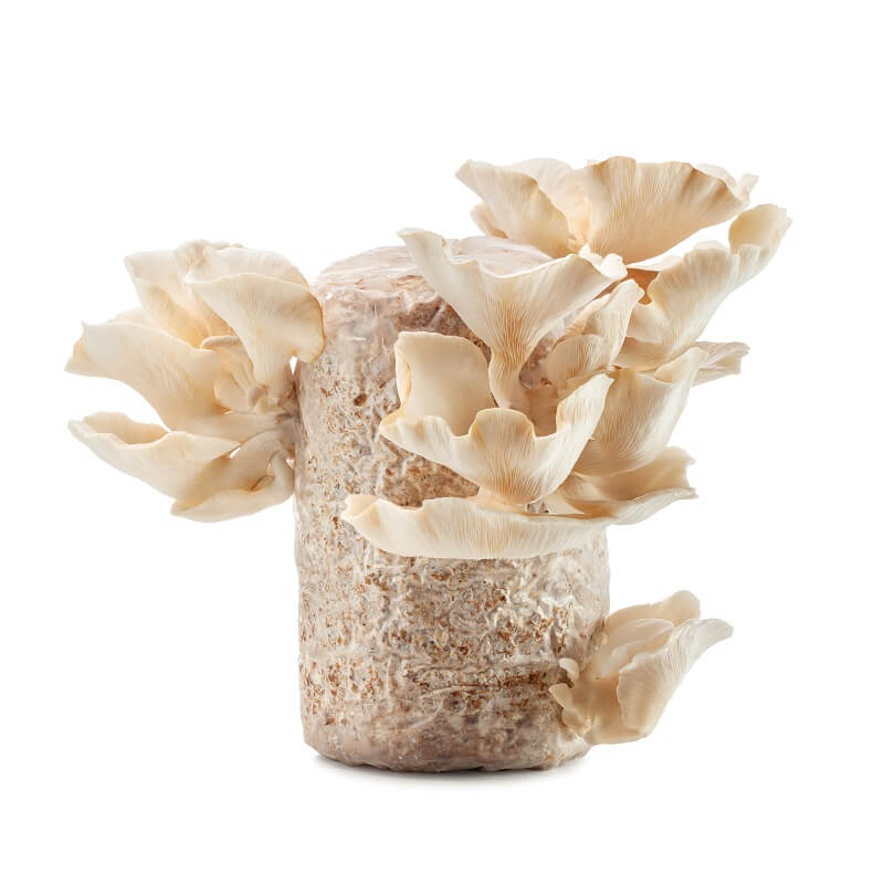 kit cultivare ciuperci pleurotus pulmonarius regatul fungilor