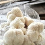 Kit cultivare ciuperci Coama Leului, pregătit pentru fructificare