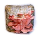 Kit cultivare ciuperci Pleurotus Roz, pregătit pentru fructificare