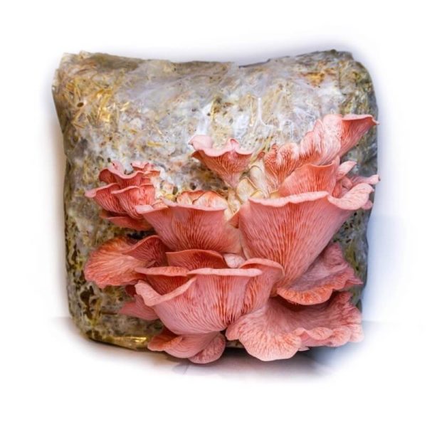 kit cultivare ciuperci pleurotus roz regatul fungilor