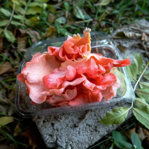 ciuperci pleurotus roz caserola poza