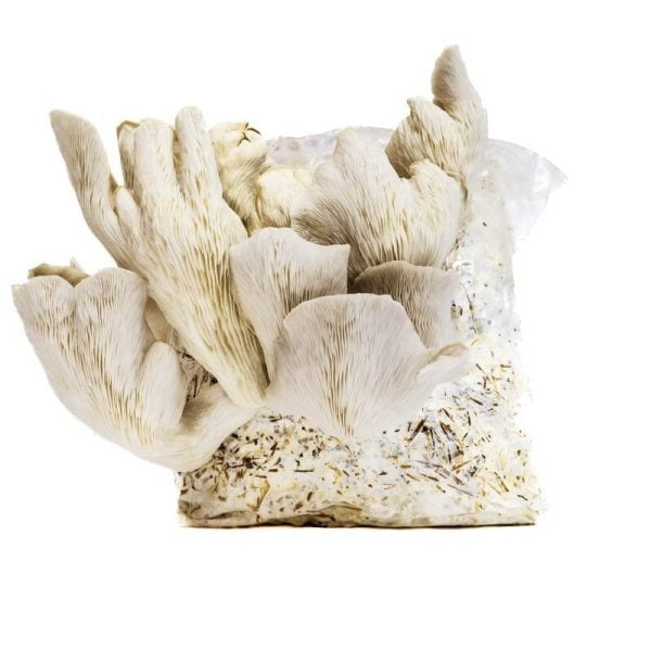 kit cultivare ciuperci pleurotus pulmonarius