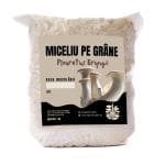 Miceliu de Pleurotus Eryngii pe grâne (1kg - King Pleurotus)