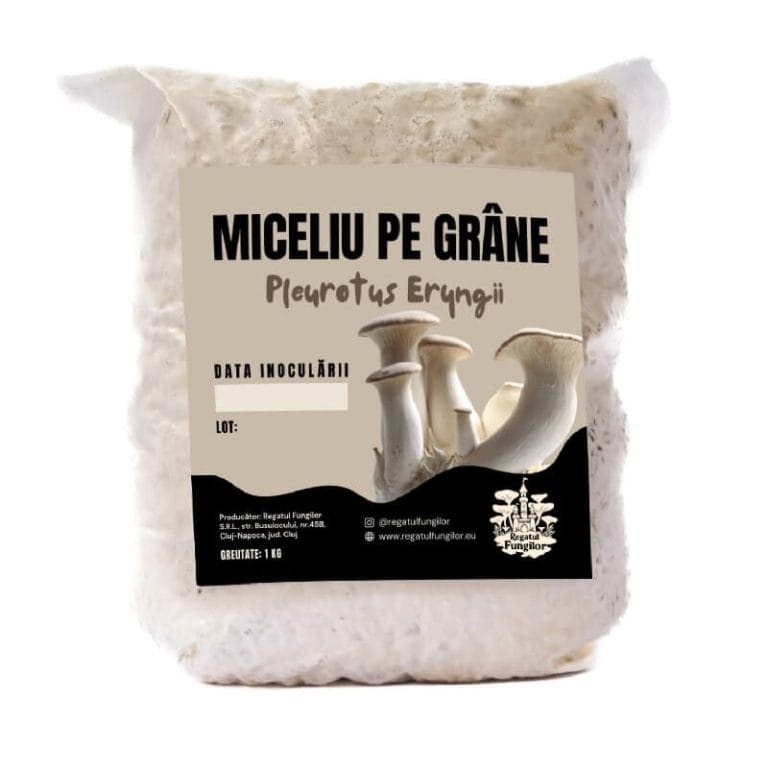 Miceliu de Pleurtous Eryngii